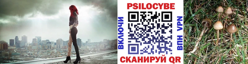 сколько стоит Южа Галлюциногенные грибы Cubensis